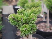Pinus mugo 'March' Pa
